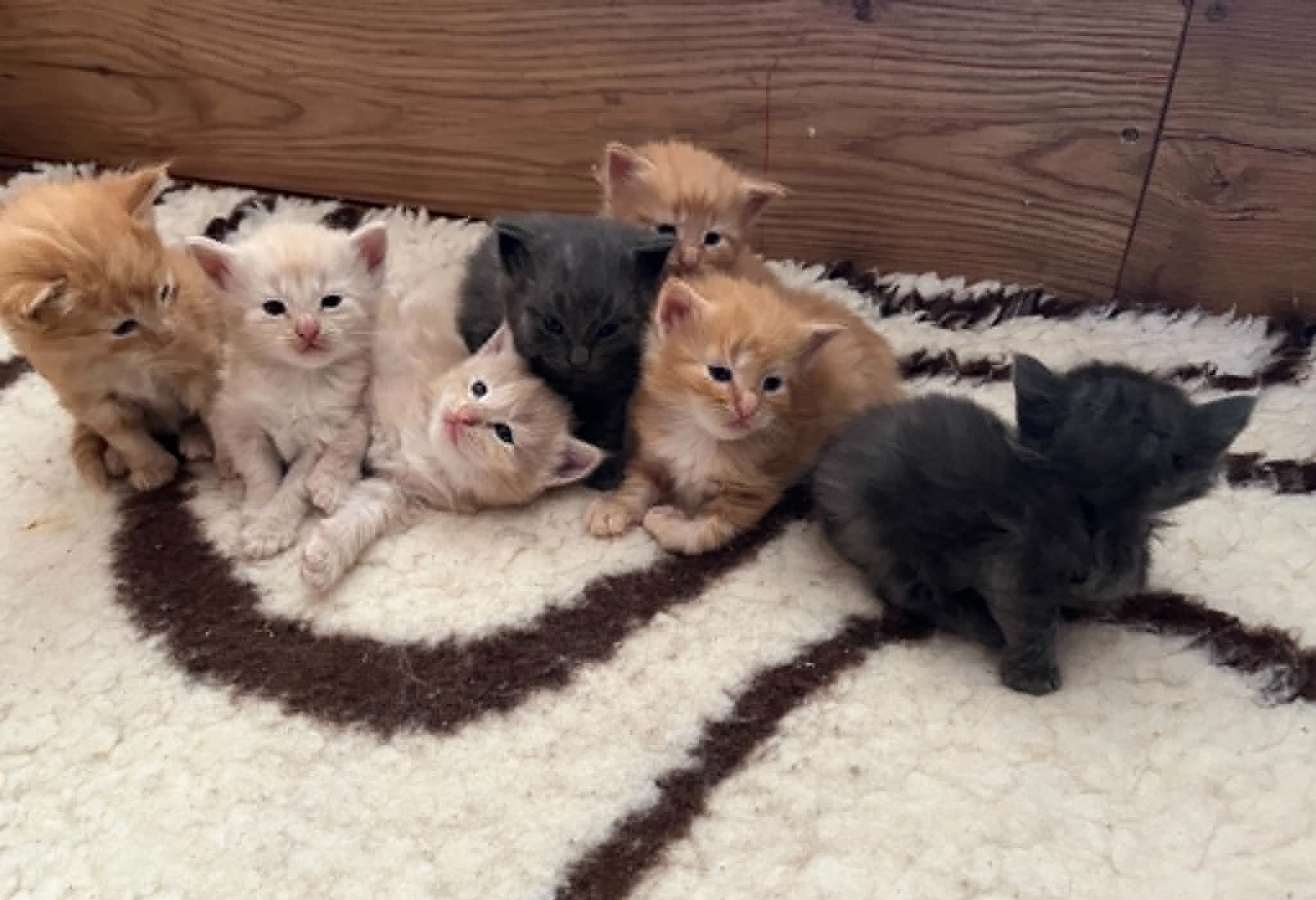 Eastcroft Norwegian Forest Cat litter, born 13 May 2026